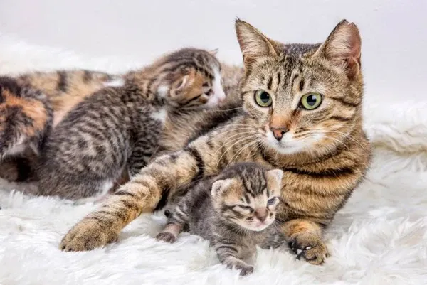 Hướng dẫn cách xử lý mèo bị căng sữa tại nhà khi mèo mẹ đau tức bầu vú