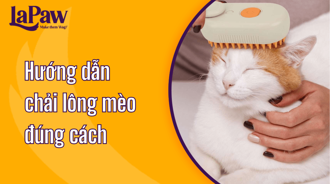Chải lông mèo đúng cách