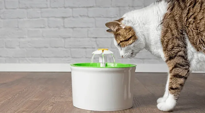 Đài phun nước tạo sự hứng thú giúp mèo uống nhiều nước