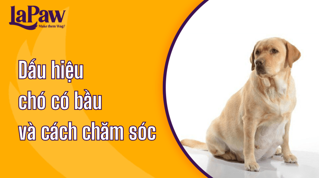 Dấu hiệu chó có bầu