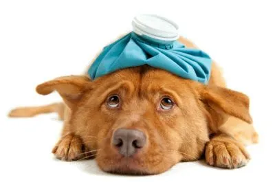 Các dấu hiệu chó mẹ cần kiểm tra thú y sớm để đảm bảo sức khỏe