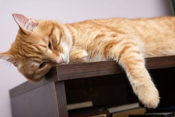 Mèo ngủ nhiều có đáng lo?