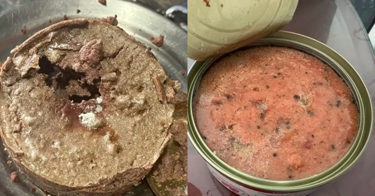 Nhận biết dấu hiệu pate mèo bị hỏng và không còn an toàn