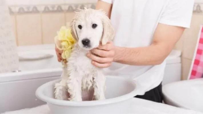Nên tắm khô cho chó vào thời điểm nào là tốt nhất?