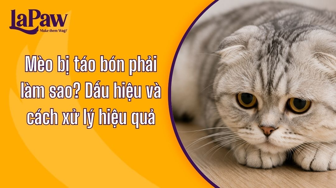 Mèo bị táo bón phải làm sao?
