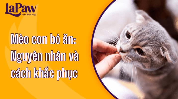 Mèo con bỏ ăn