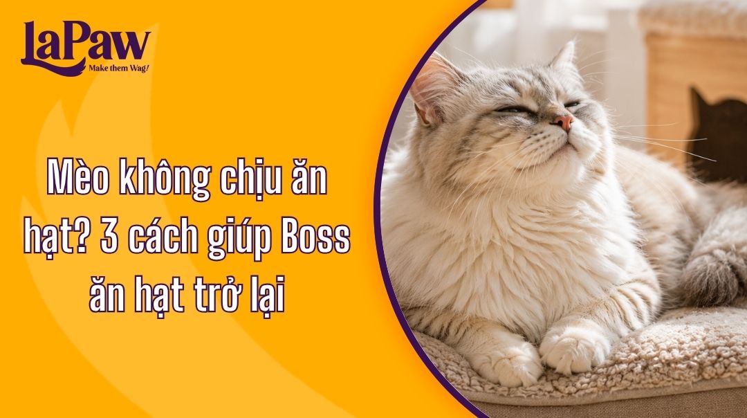 Mèo không chịu ăn hạt do đâu? Nguyên nhân và cách khắc phục