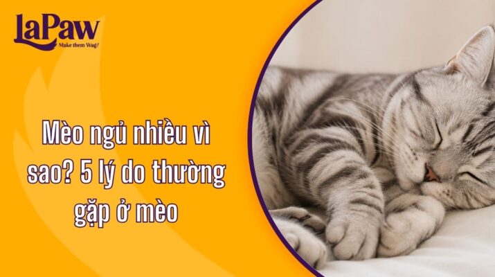Mèo ngủ nhiều do đâu. 5 lý do phổ biến