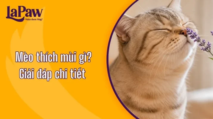 Mèo thích mùi gì nhất? Khám phá mùi hương mèo yêu thích