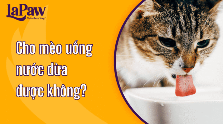 Mèo uống nước dừa được không