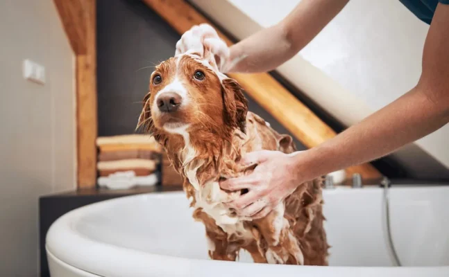 Ưu và nhược điểm khi tắm khô cho chó