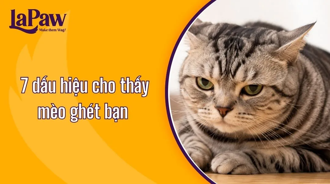 7 dấu hiệu cho thấy mèo ghét bạn