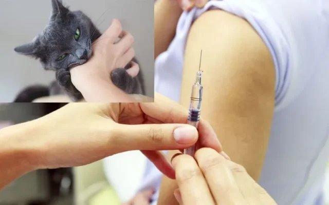 Có cần tiêm phòng khi bị mèo cắn chảy máu?