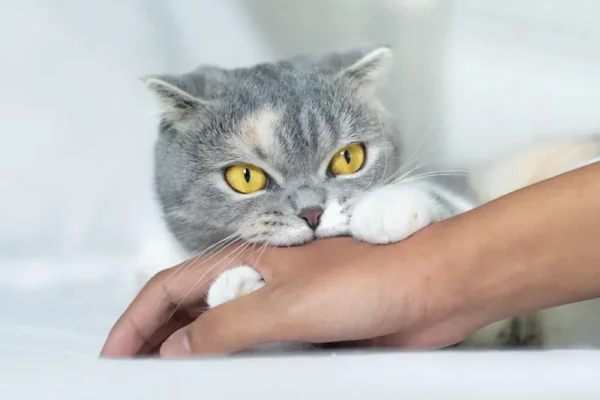 Bị mèo cắn cần theo dõi bao nhiêu ngày và khi nào cần đi tiêm phòng? 