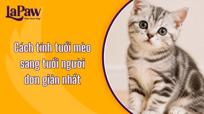 Cách tính tuổi mèo sang tuổi người qua từng giai đoạn phát triển