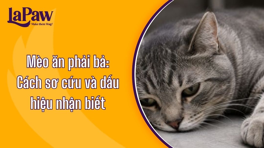 Mèo ăn phải bả có biểu hiện lờ đờ và mệt mỏi do ngộ độc