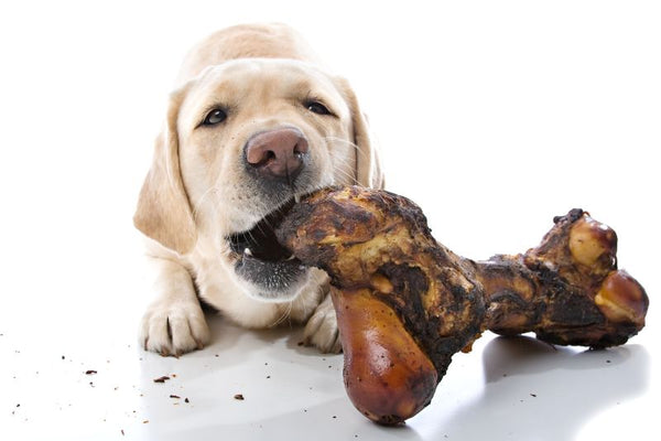 Chó gặm xương có nguy hiểm không?