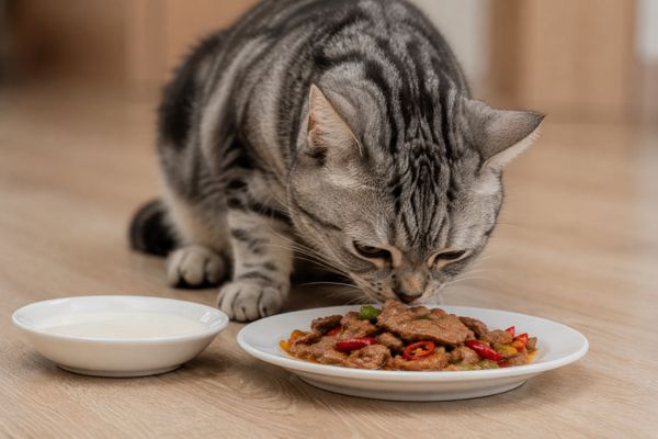 Cho mèo ăn sai cách là một trong những sai lầm phổ biến khi nuôi mèo
