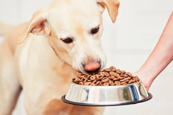 Những thực phẩm tuyệt đối không được cho chó con ăn