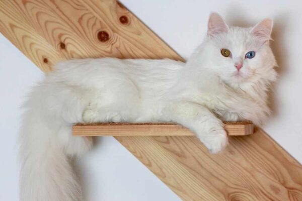 Mèo Angora: Giống mèo mắt 2 màu nổi tiếng từ Thổ Nhĩ Kỳ