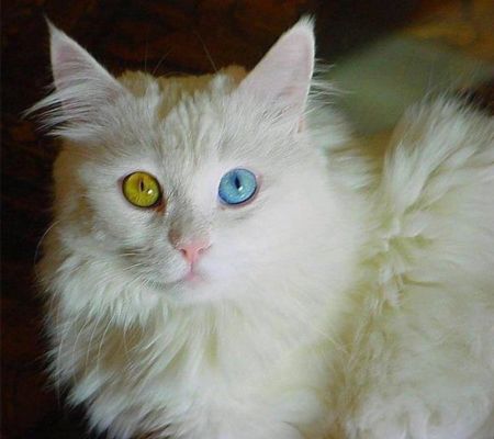 Mèo Ba Tư (Persian) hình cuốn hút cùng tính cách hiền lành