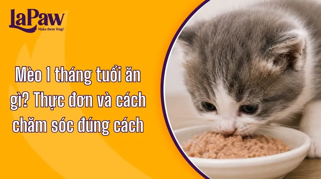 Mèo con 1 tháng tuổi ăn gì? Hướng dẫn cho ăn đúng cách