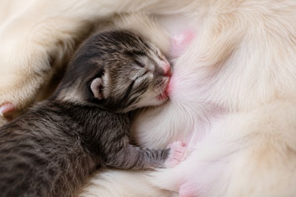 Hướng dẫn chăm sóc mèo con mới đẻ