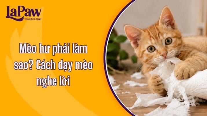 Mèo hư phải làm sao? Cách dạy mèo nghe lời