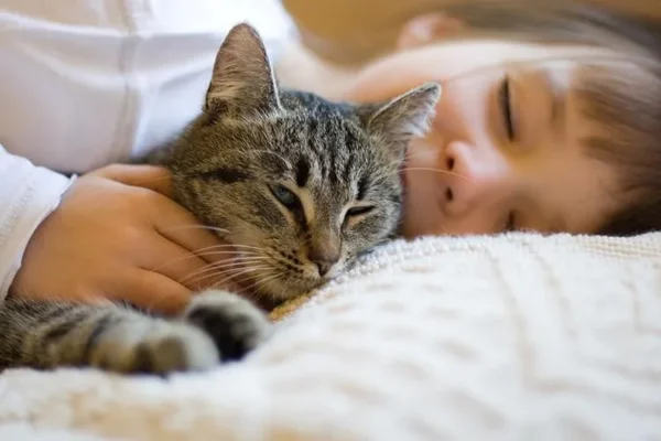 Cho mèo thời gian làm quen và xây dựng lòng tin