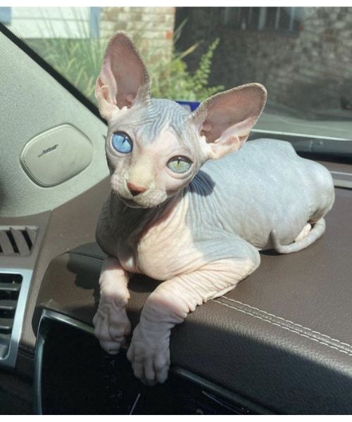 Mèo Sphynx (Mèo không lông): Đặc điểm, tính cách và giá bán