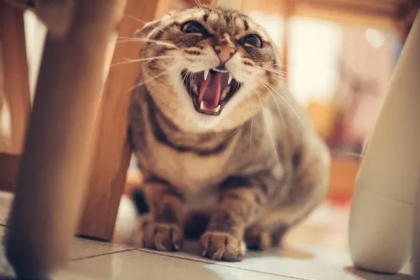 Mèo tránh né hoặc bỏ chạy khi chủ đến gần