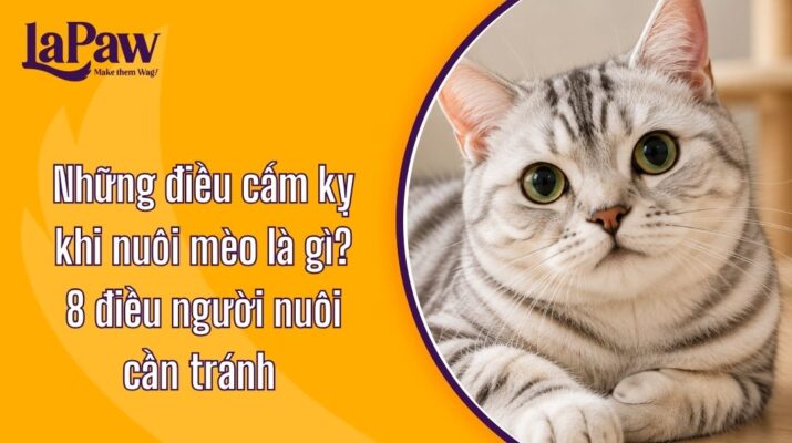 Những điều cấm kỵ khi nuôi mèo - 8 điều cần chú ý