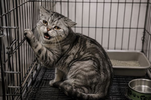 Nuôi nhốt mèo trong thời gian dài có thể gây căng thẳng và thay đổi hành vi