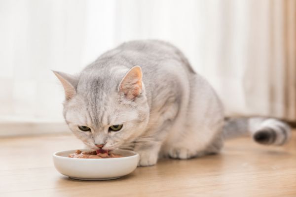 Hướng dẫn chọn pate cho mèo và hướng dẫn cách cho ăn