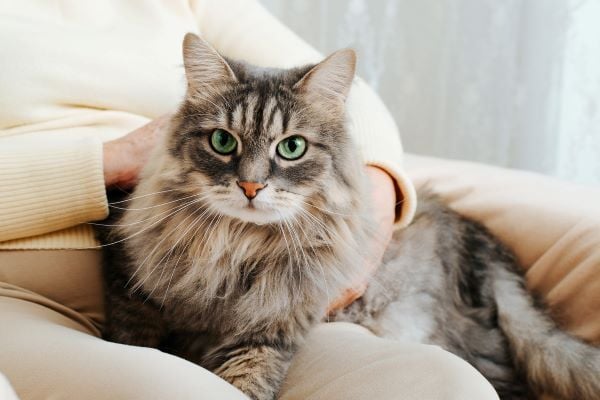 Mèo mới về nhà nên làm gì? Quy trình từng bước cho người mới nuôi