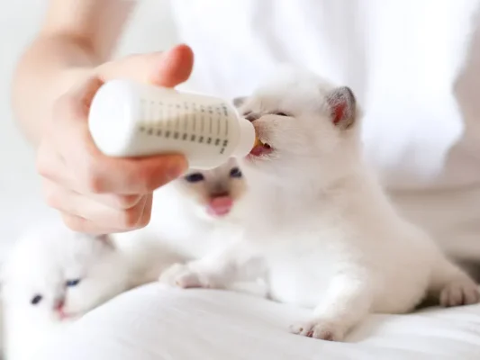 Sữa cho mèo con 1 tháng tuổi trong giai đoạn tập ăn