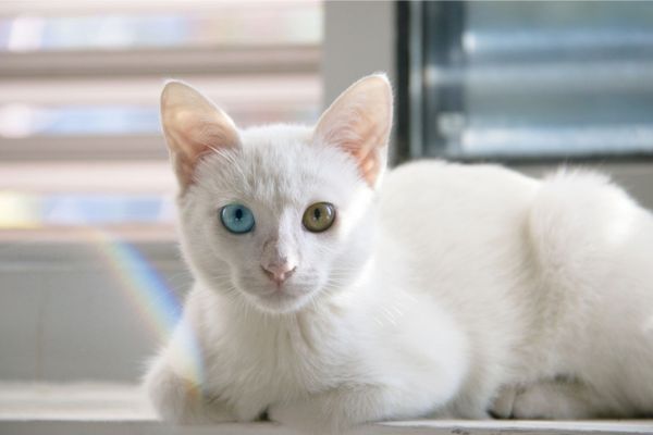 Tại sao mèo có 2 màu mắt? Nguyên nhân do đâu?