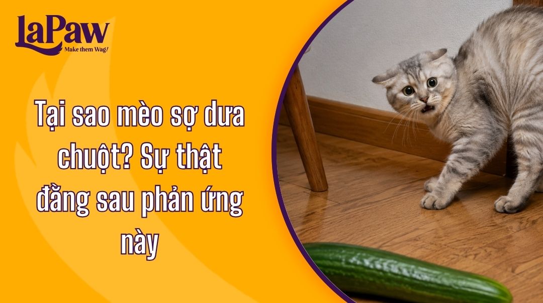 Mèo giật mình khi thấy dưa chuột do phản xạ phòng vệ tự nhiên.
