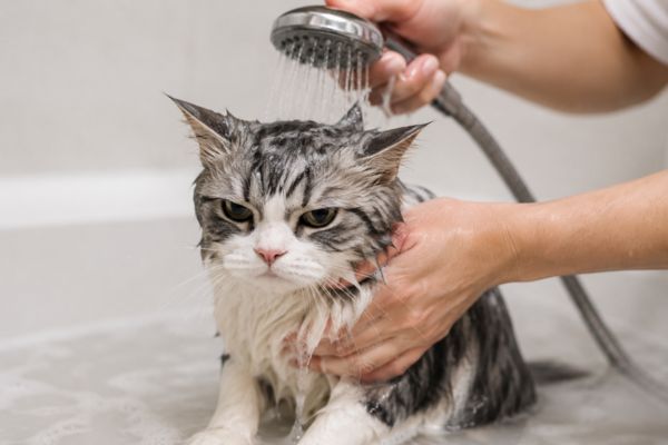 Tắm cho mèo quá nhiều có thể gây khô da và căng thẳng