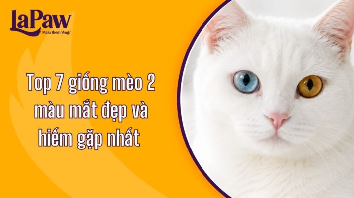 Top 7 giống mèo 2 màu mắt