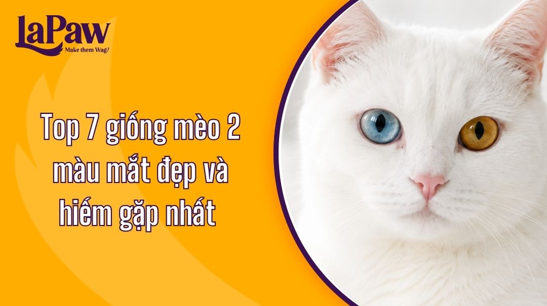 Top 7 giống mèo 2 màu mắt