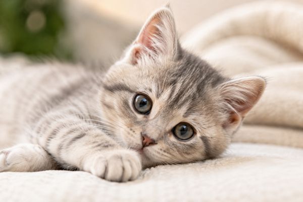 Mèo sống được bao nhiêu năm?