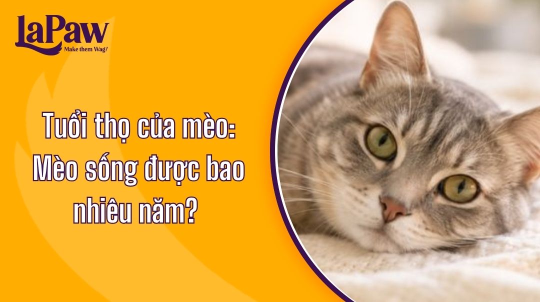 Tuổi thọ trung bình của mèo: Mèo sống được bao nhiêu năm