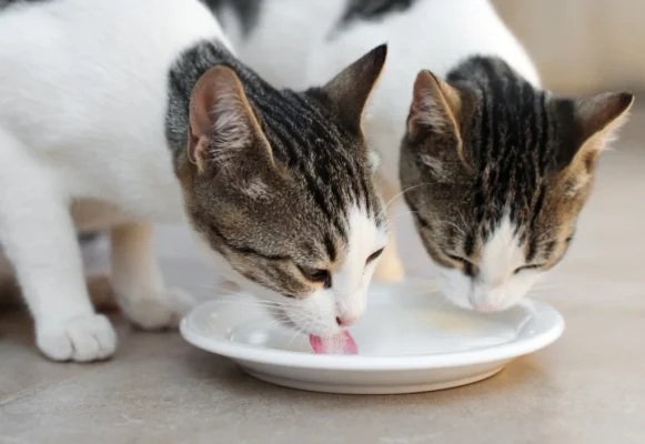 Mèo bị tiêu chảy do không dung nạp lactose trong sữa của người.