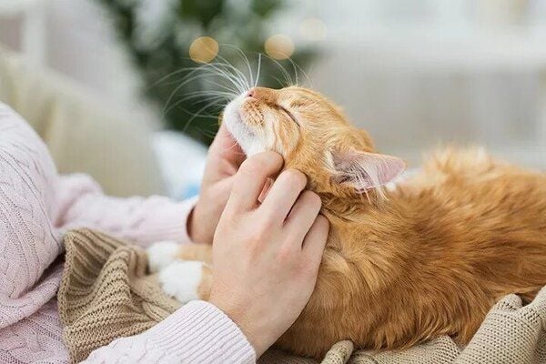 Xây dựng mối liên kết với mèo để huấn luyện hiệu quả hơn