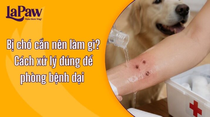 Bị chó cắn nên làm gì? Cách sơ cứu và xử lý đúng