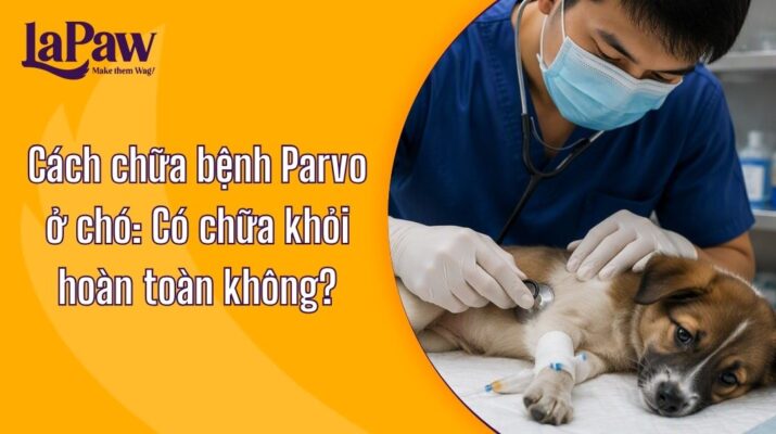 Cách chữa bệnh Parvo ở chó theo phác đồ điều trị hiện nay