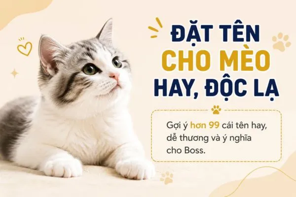 Cách đặt tên cho mèo hay, dễ nhớ