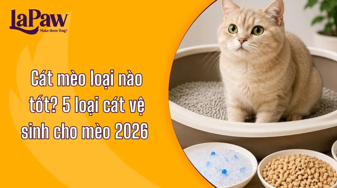 Cát mèo loại nào tốt? 5 loại cát vệ sinh cho mèo