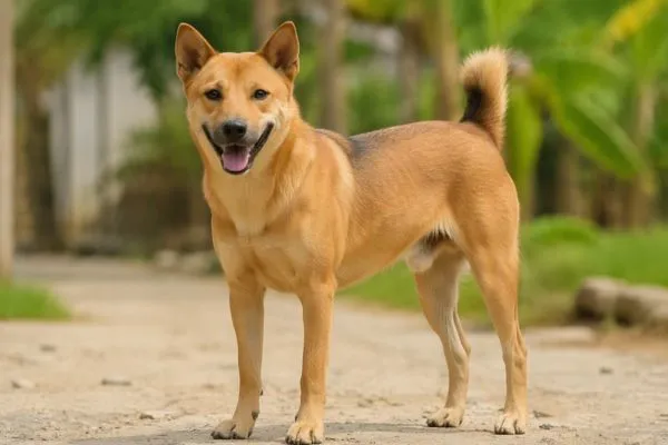 Tìm hiểu nguồn gốc của chó ta Việt Nam